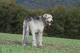IRISH WOLFHOUND 159